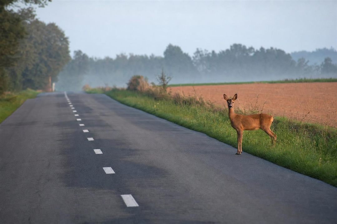 Chevreuil immobile au bord de la route, corps orienté vers la chaussée
